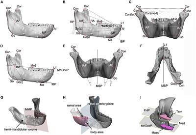 Mandibular Vertical Growth Deficiency After Botulinum-Induced Hypotrophy of Masticatory Closing Muscles in Juvenile Nonhuman Primates